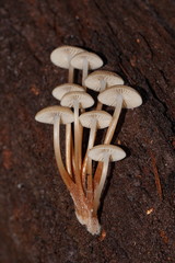 Mycena tuvara