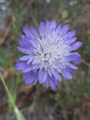 Knautia integrifolia