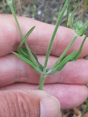 Knautia integrifolia