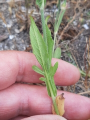 Knautia integrifolia