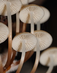 Mycena tuvara