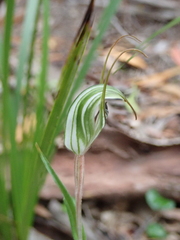 Pterostylis alata
