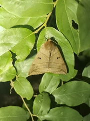 Thyas juno