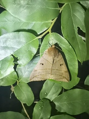 Thyas juno