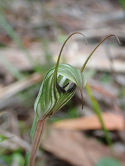 Pterostylis alata