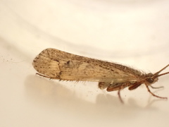 Limnephilus affinis