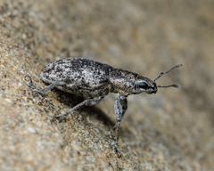 Tanymecus confusus
