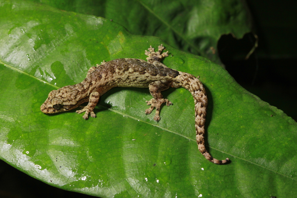 Khlong Lan Dwarf Gecko