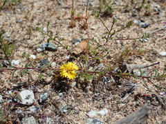 Lessingia pectinata pectinata