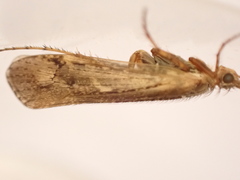 Limnephilus affinis