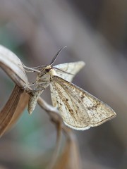 Hypoxystis