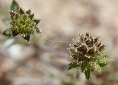 Lessingia pectinata pectinata
