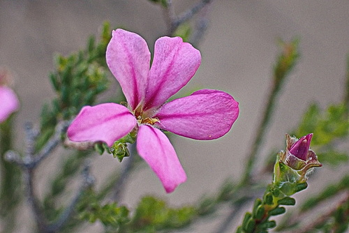 Kleinkaroo Porcelainflower (Acmadenia sheilae)