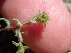 Lessingia pectinata pectinata