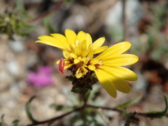 Lessingia pectinata pectinata