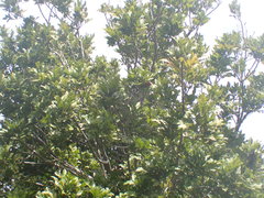 Smelophyllum capense