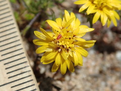 Lessingia pectinata pectinata