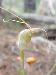 Pterostylis pedoglossa