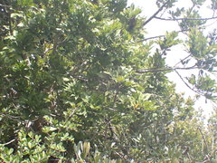 Smelophyllum capense