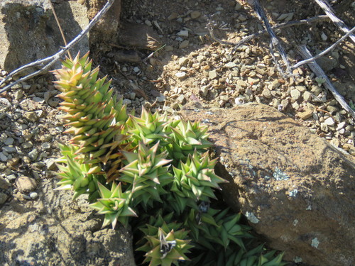 Haworthia spiralis
