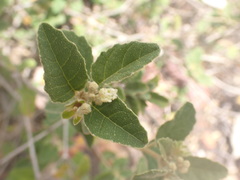 Croton rivularis