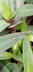 Ischnura senegalensis