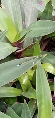 Ischnura senegalensis