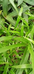 Ischnura senegalensis