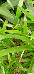 Ischnura senegalensis