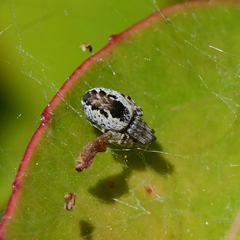 Dictynidae