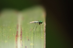 Chrysosoma globiferum