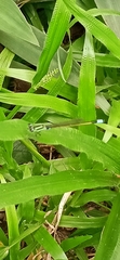 Ischnura senegalensis