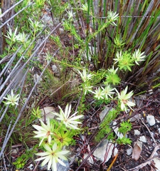 Euchaetis longibracteata