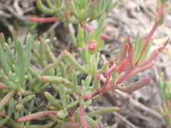 Lampranthus coralliflorus