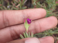 Lampranthus coralliflorus