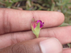 Lampranthus coralliflorus