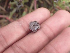 Lampranthus coralliflorus