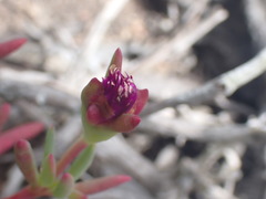 Lampranthus coralliflorus