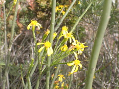 Senecio junceus
