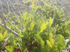 Smelophyllum capense