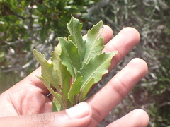 Smelophyllum capense