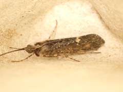 Limnephilus sparsus