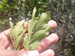 Smelophyllum capense