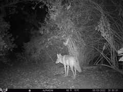 Canis latrans