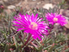 Lampranthus coralliflorus