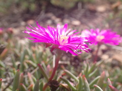 Lampranthus coralliflorus