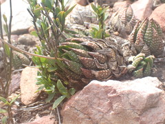 Haworthiopsis fasciata