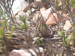 Haworthiopsis fasciata