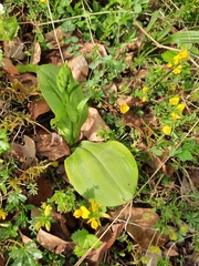 Platanthera chlorantha