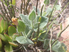 Thunbergia capensis